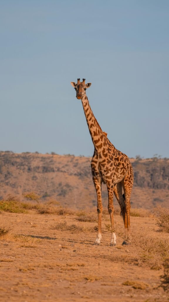 Giraffe