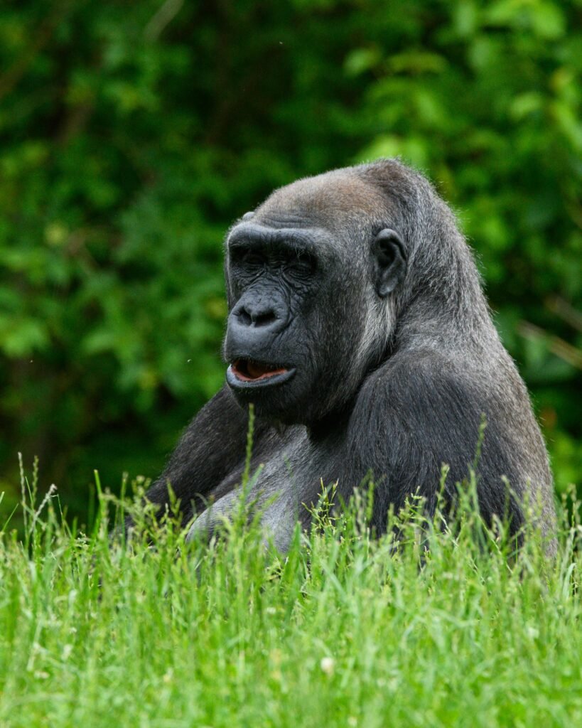 Gorilla