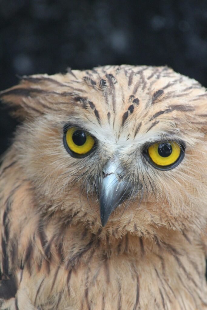 Bird Owl