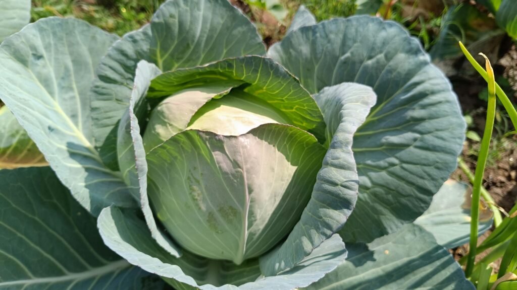 Cabbage Vegetable