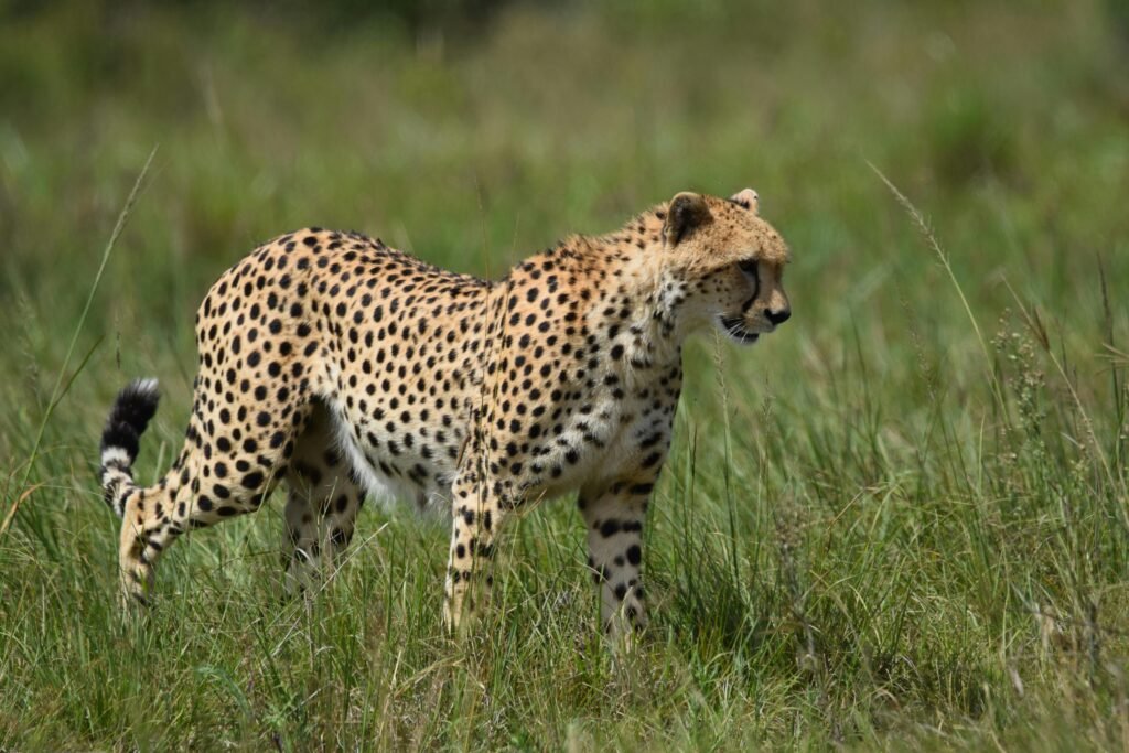Cheetah Animal