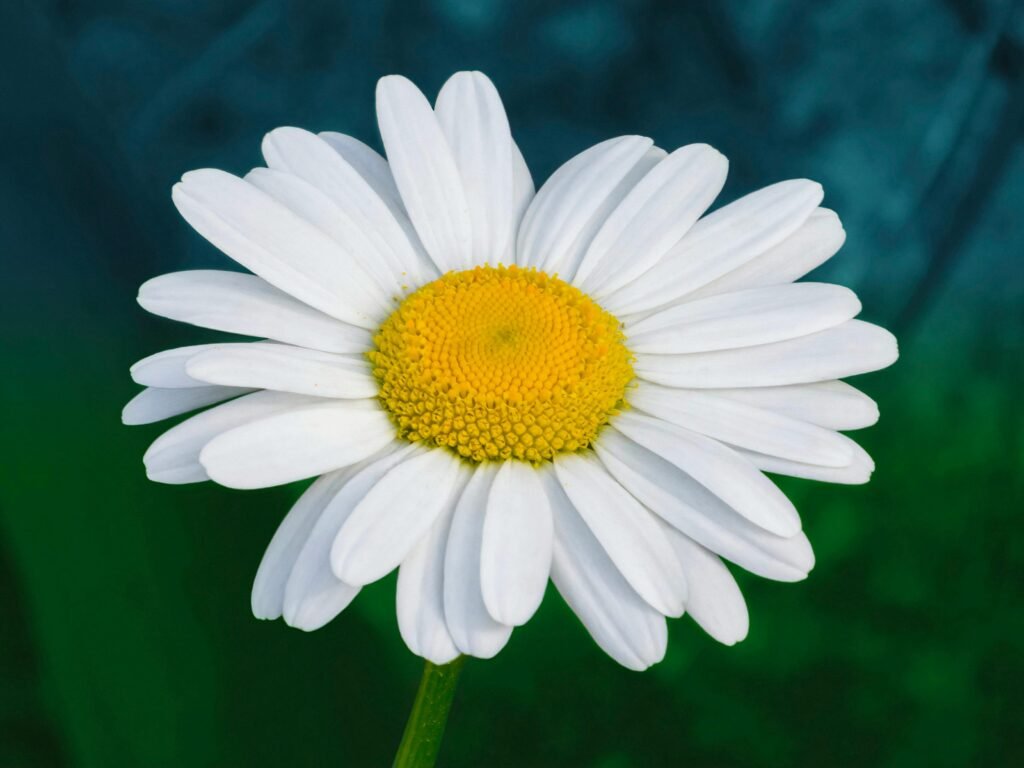 Flower Daisy
