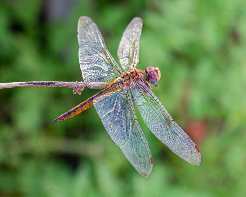 Fly Dragon