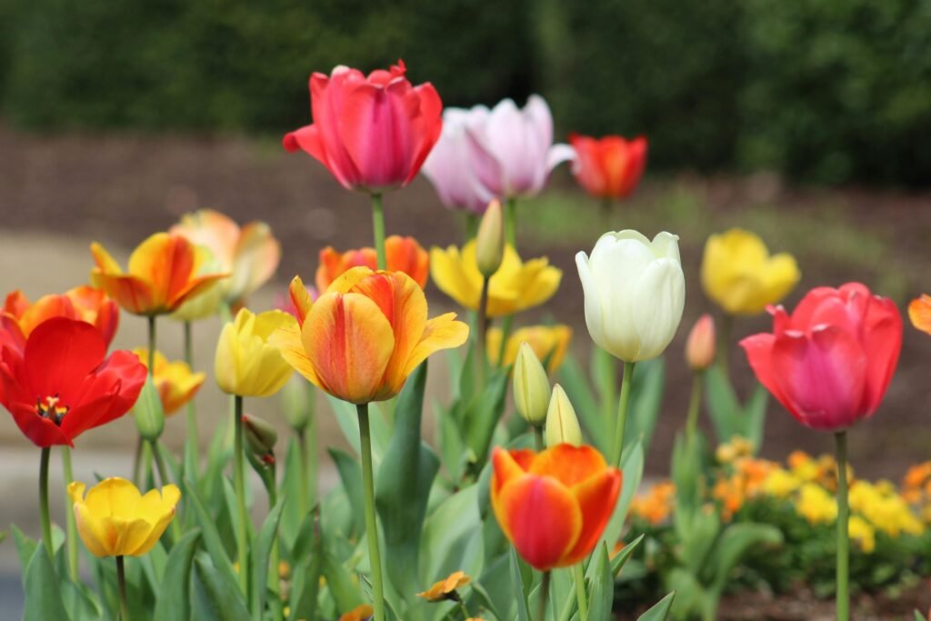 Tulip