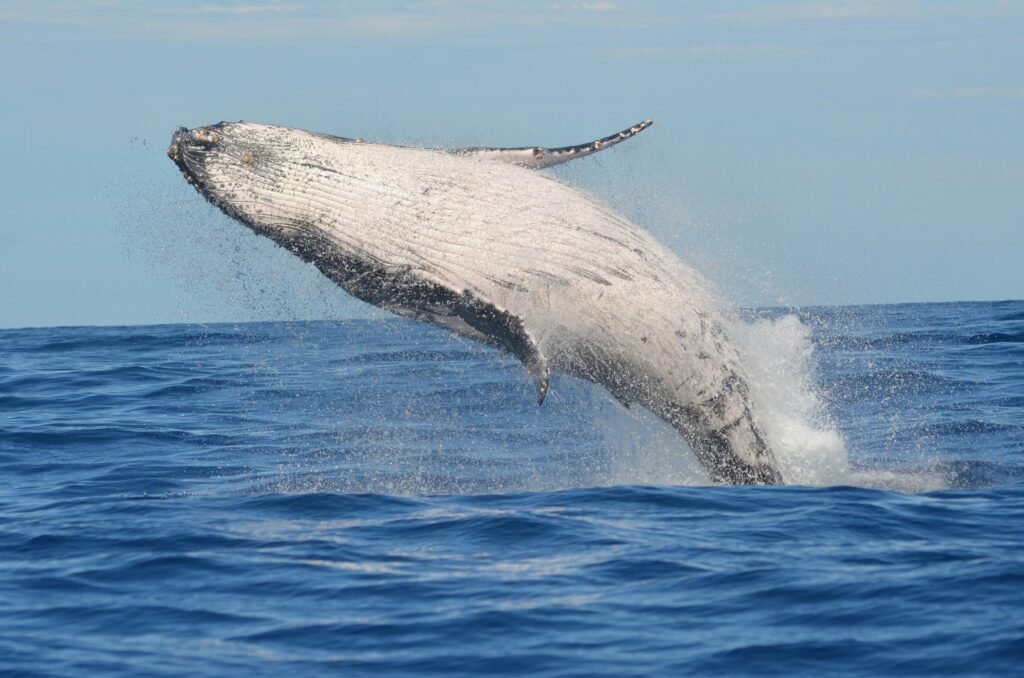 Whale Sea